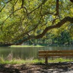 Lake and Bench