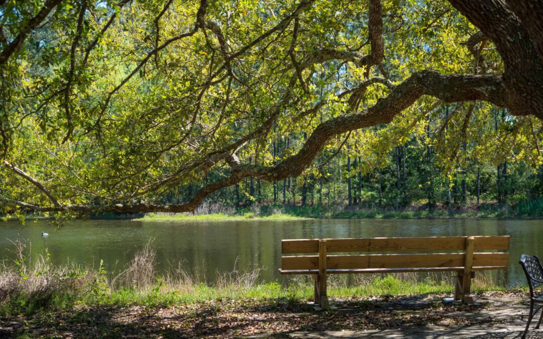 Life Plan Options Explained