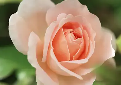 pink rose