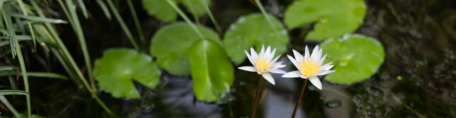 cottage page hero image