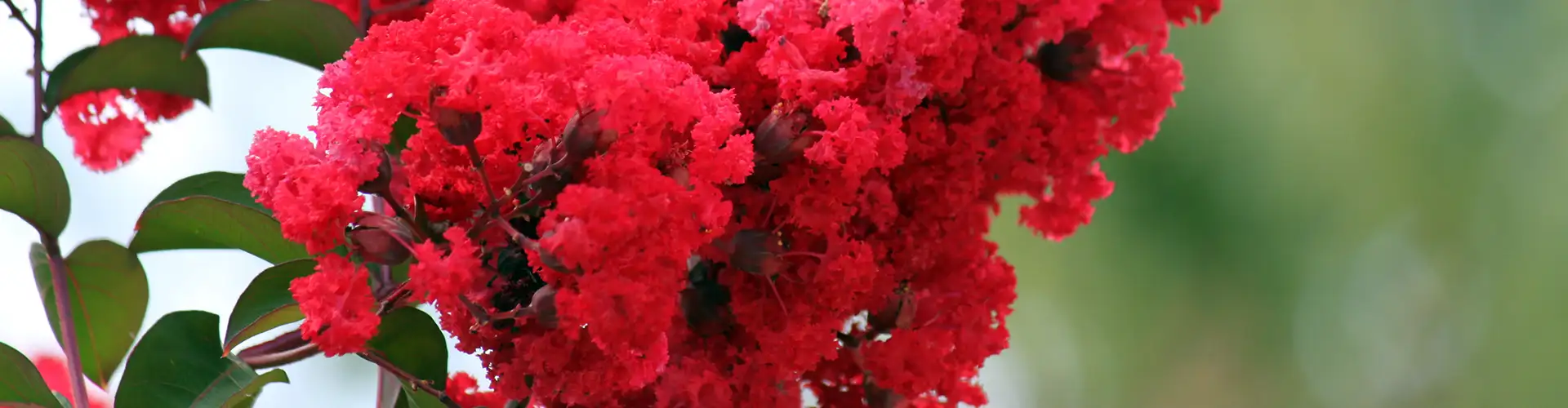 a colorful red flower